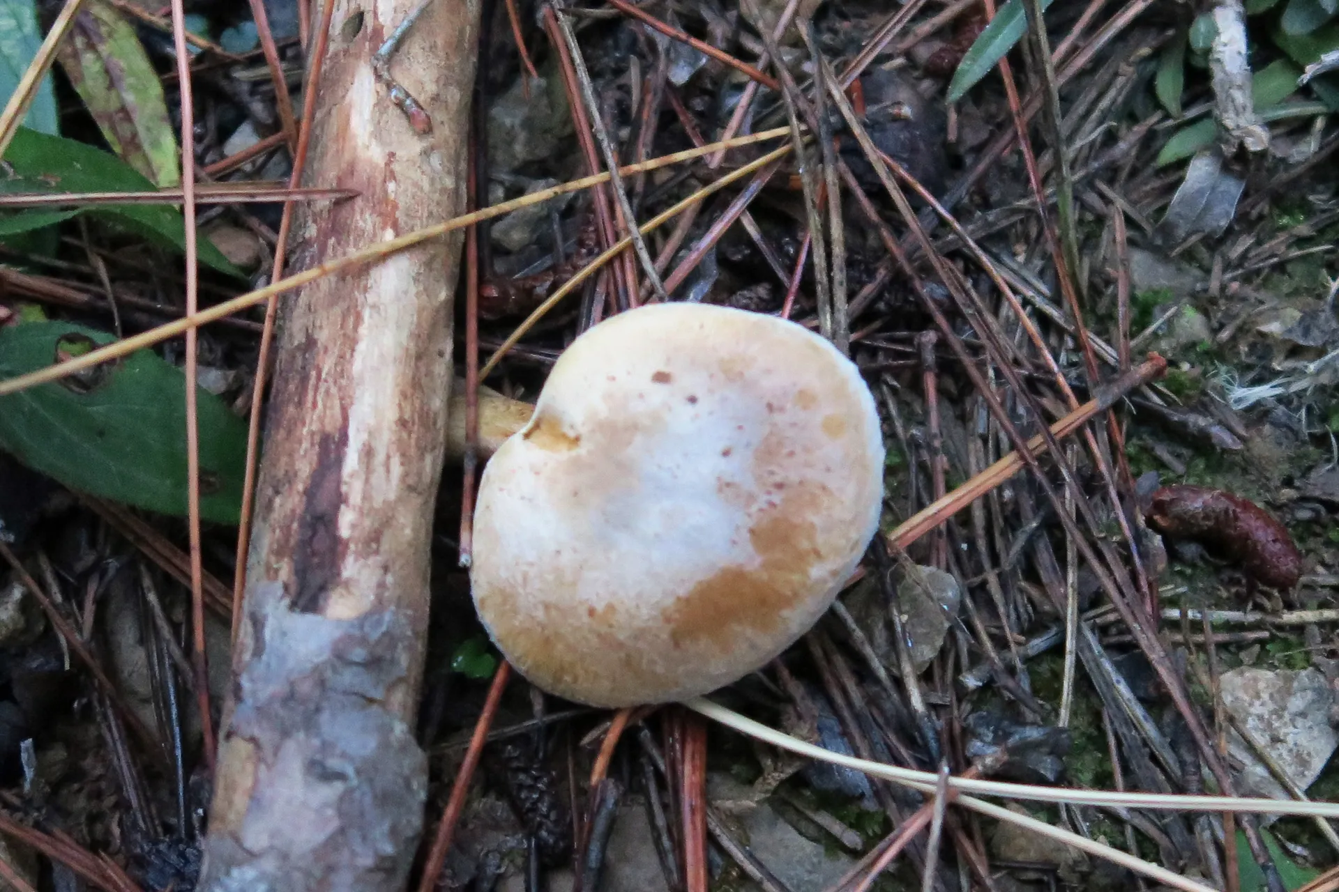 Leucopaxillus phaeopus - 1